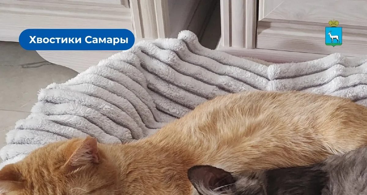 Самарцев попросили показать самых преданных и пушистых питомцев