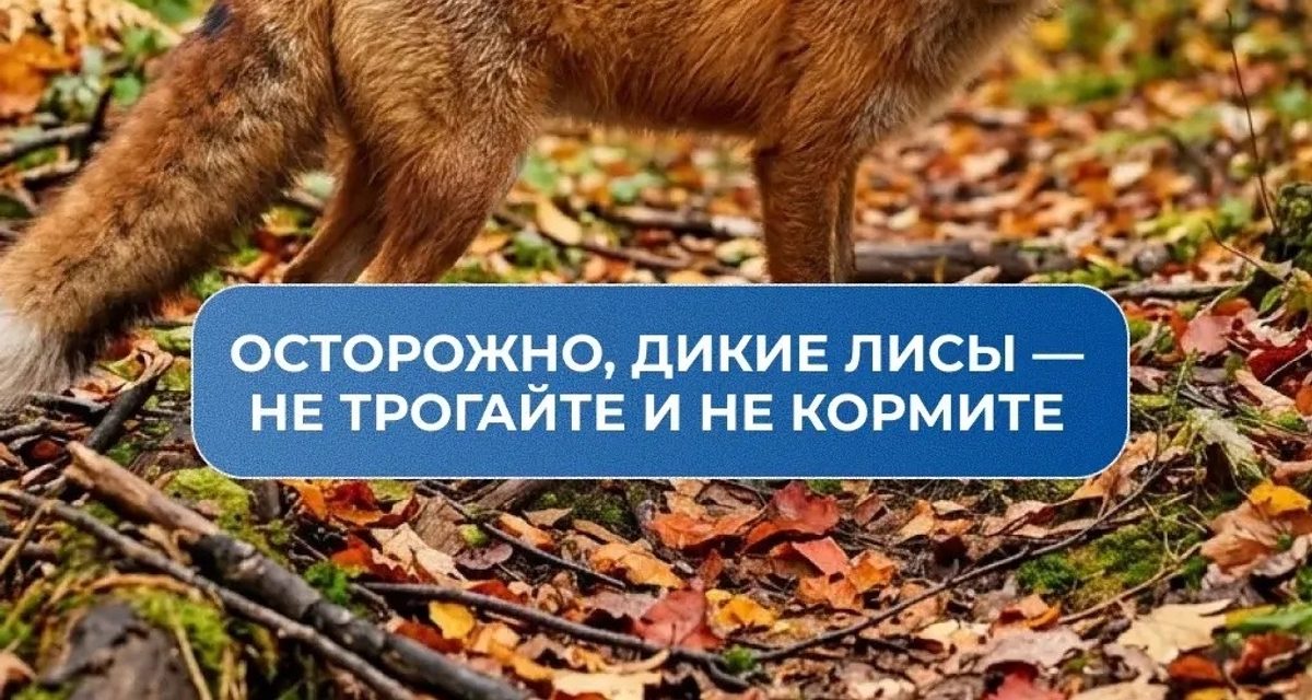 Лиса трётся у ног осенью: в Самаре напомнили об опасности бешенства