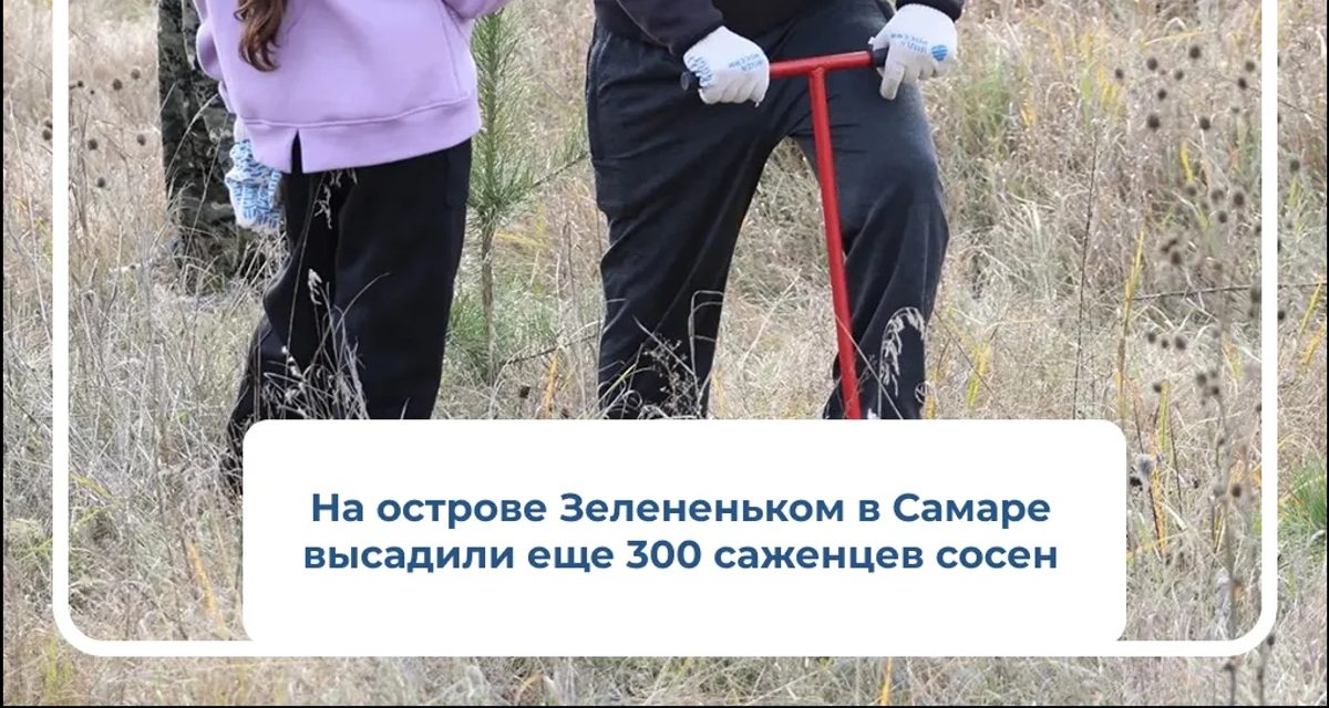 На острове Зелененьком высадили 300 сосен — в десять раз меньше, чем годом ранее